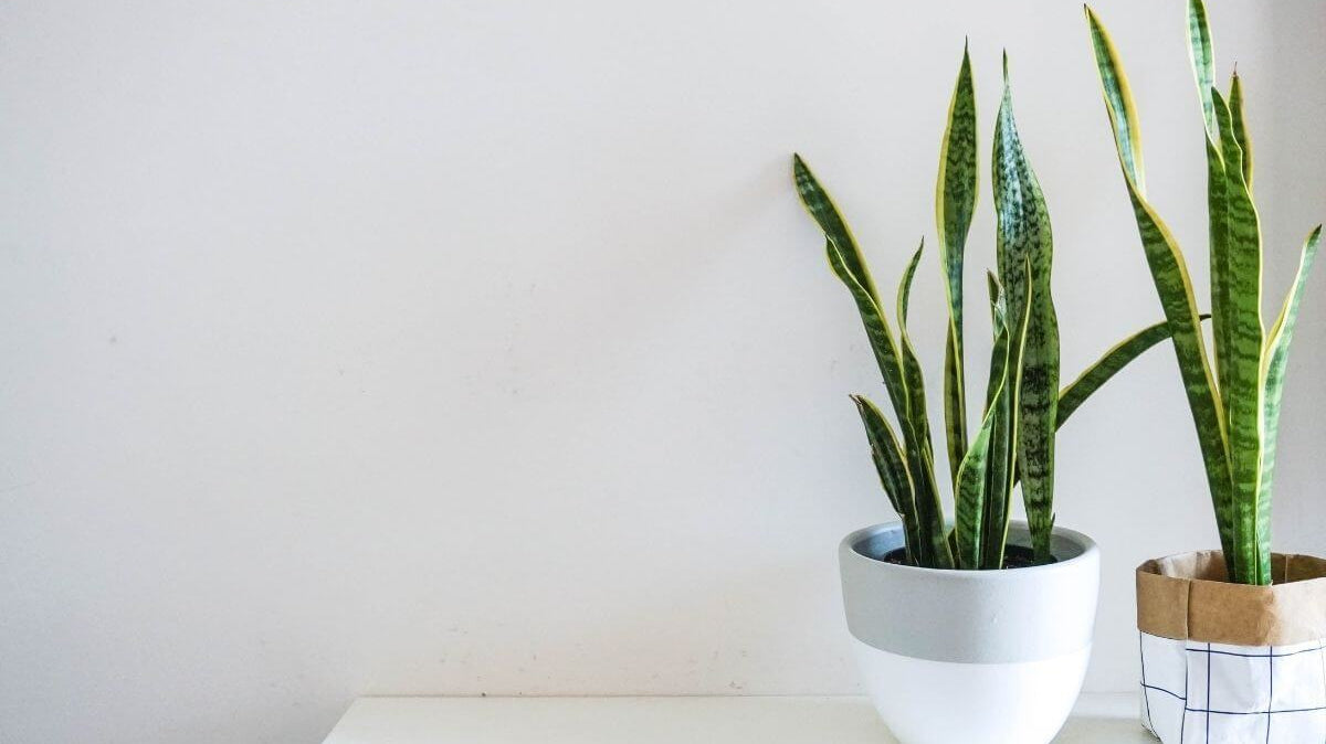 Best 4 Planters for Home Interior And Accent Pieces