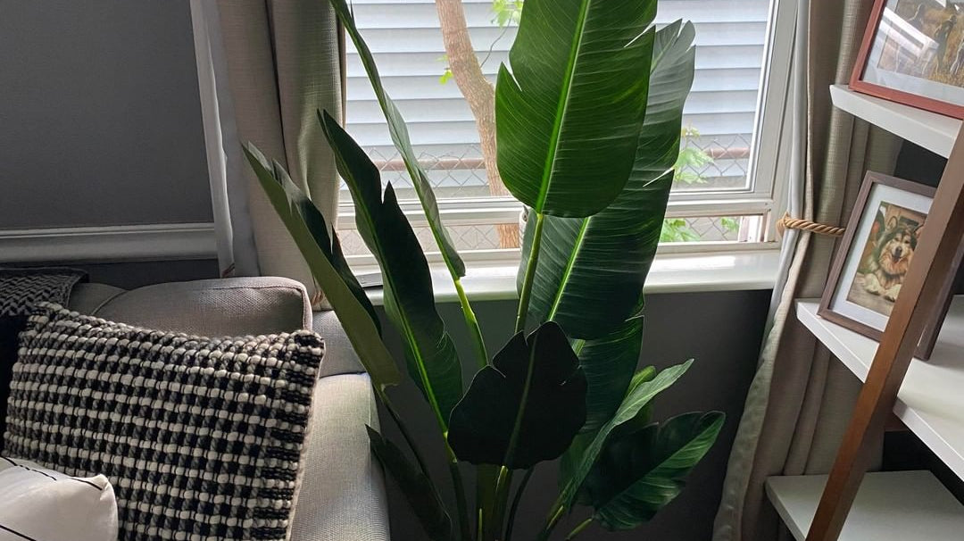Facts About Bird of Paradise Plants You Should Know