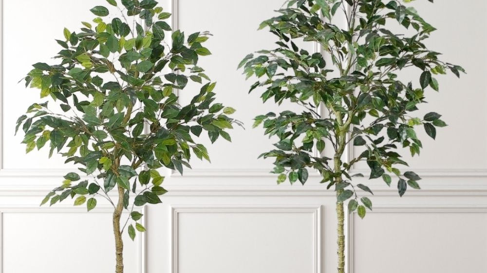 Goodbye Winter Plant Blues: Keep Your Home Green Without the Hassle
