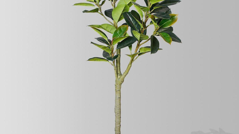 How to Spot Faux Plants That Do Not Look Fake? | Artiplanto
