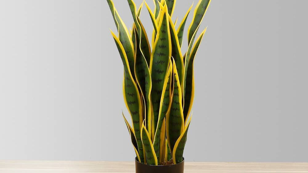How to Grow A Snake Plant – Expert Tips And Pro Advice