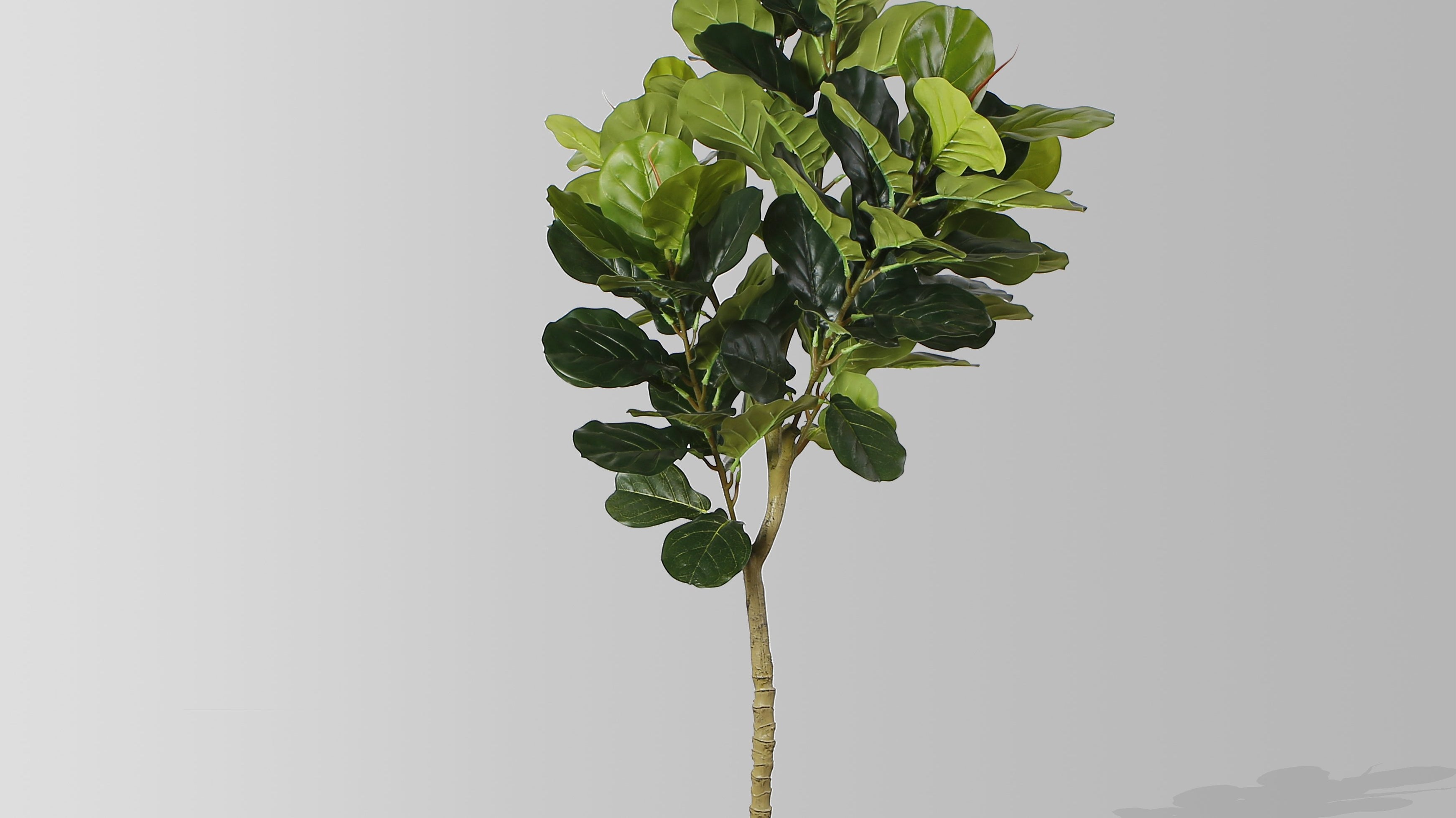 10 things you didn't know about fiddle leaf