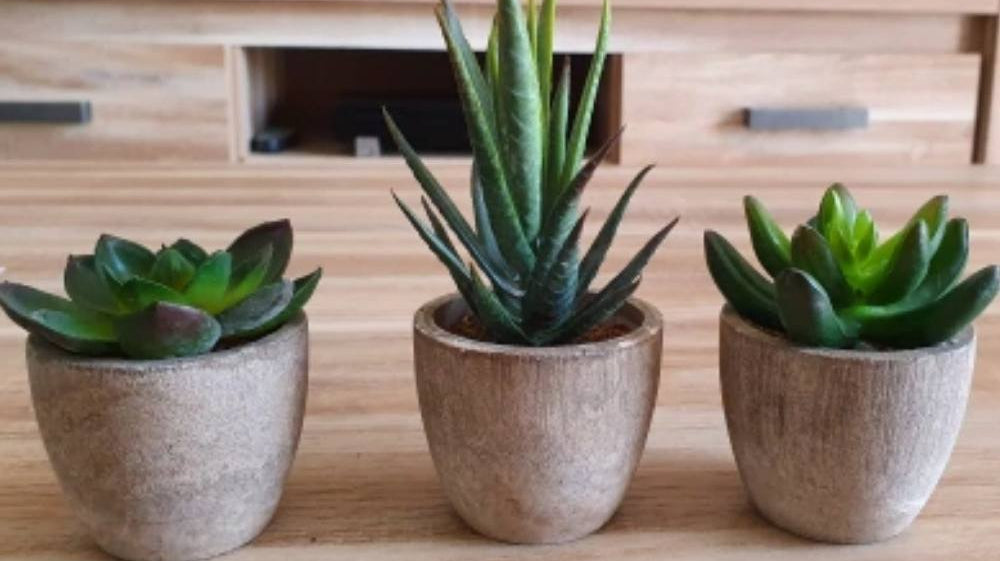 Top 2020 artificial succulent plant decor idea | Artiplanto