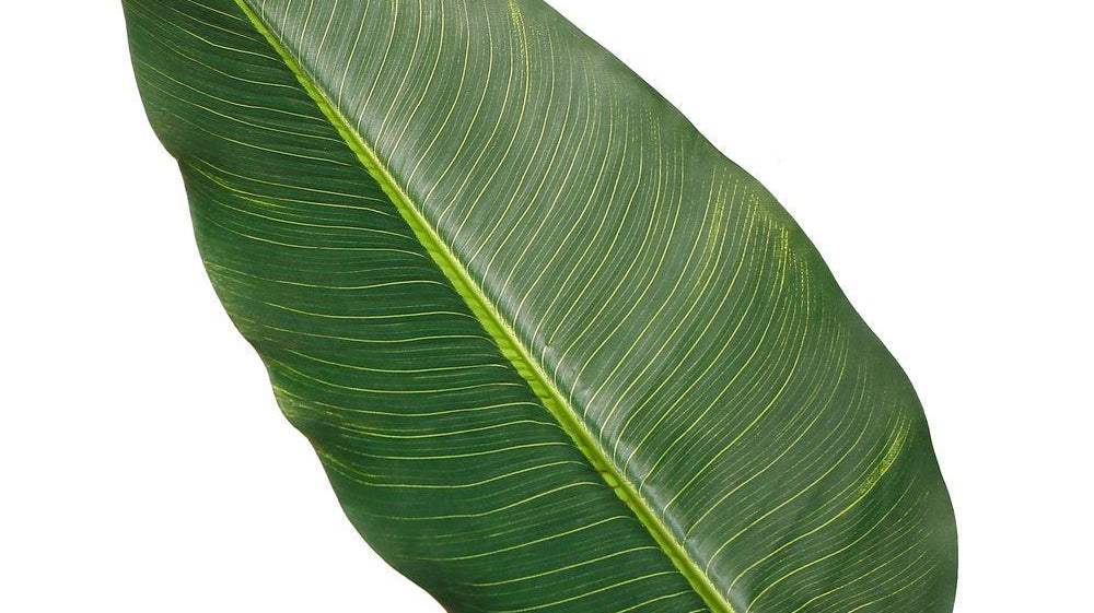How Do Interior Designers Decorate Spaces with Silk Palm Tree Plants?