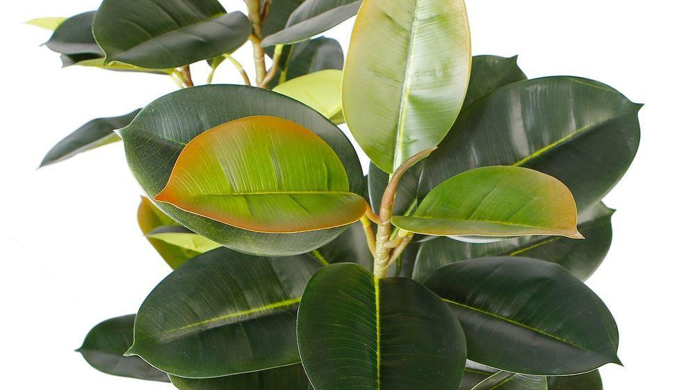 Celebrate St.patrick's Day with Greeny Artificial Plants | Artiplanto