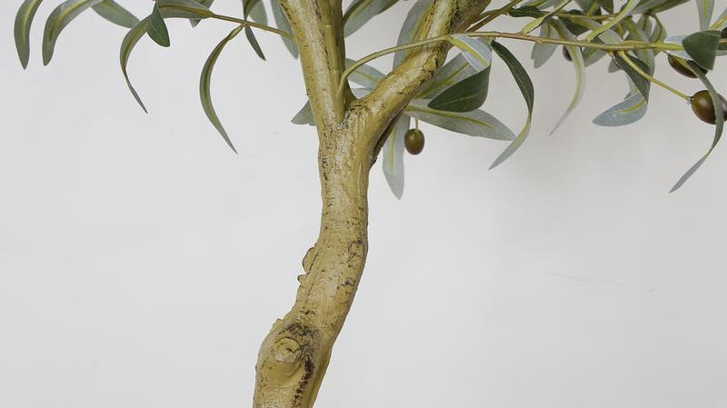 Why you should consider to have indoor plant for your office? | Artiplanto