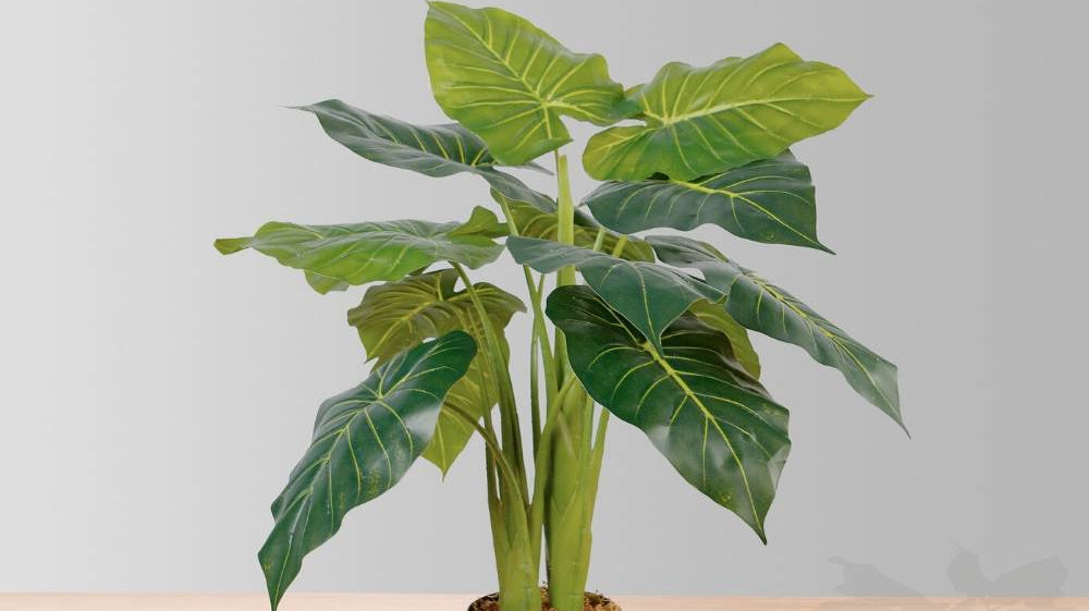 Why Is It a Good Idea to Have Fake Plants Rather Than Reals ?