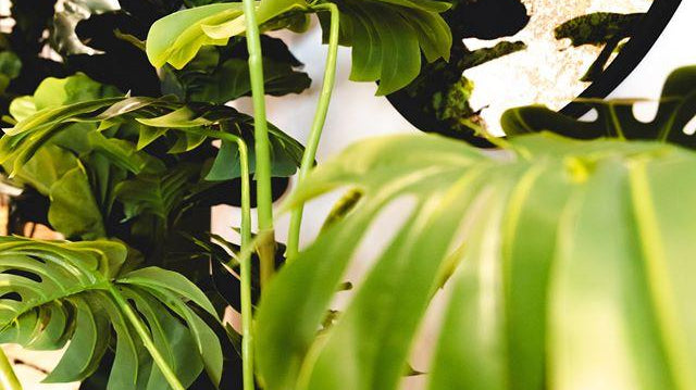 How to decorate your home with indoor silk plants | Artiplanto