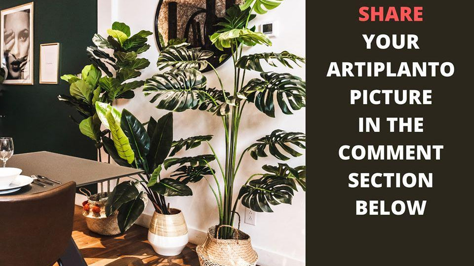 4 Small Indoor Plants for Apartment Living
