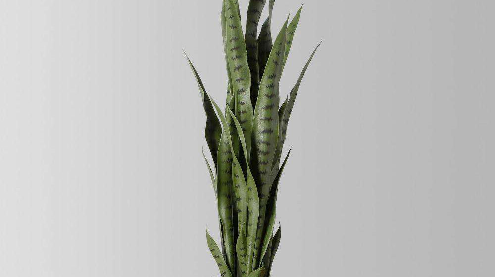 What To Look For In A Fake Snake Plant