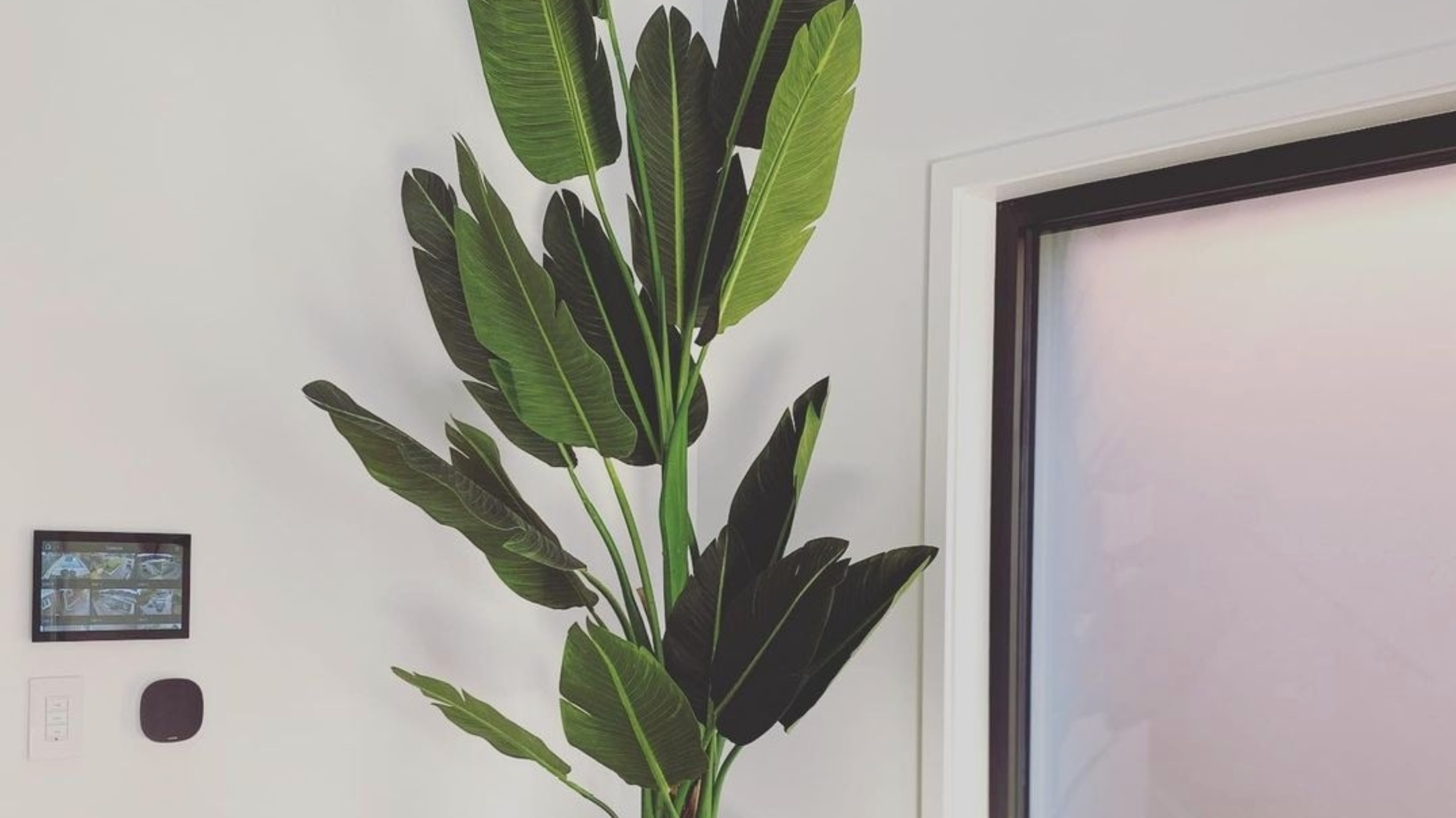 How Can You Tell The Difference Between A Real Plant And A Faux Plant?