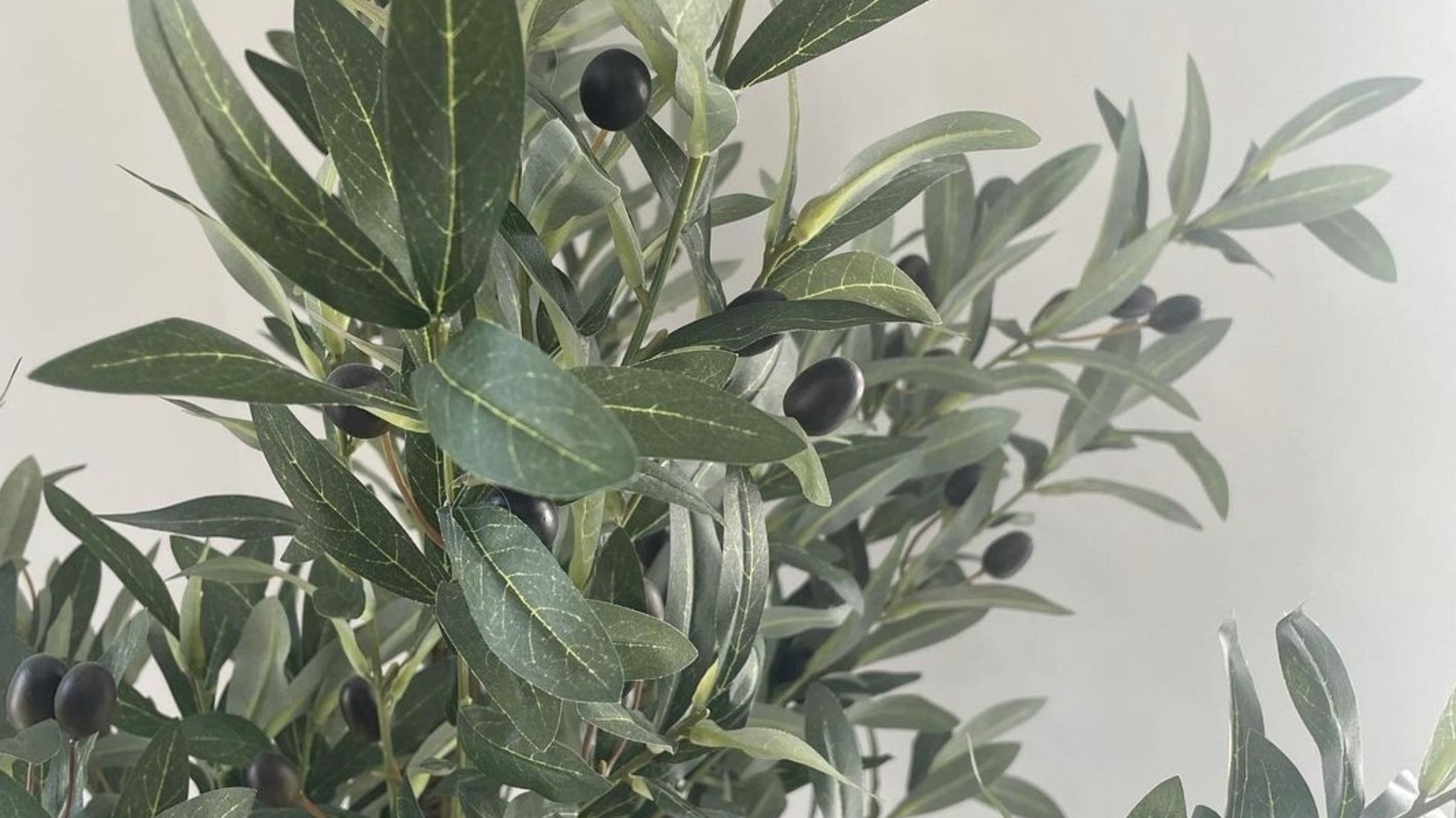 What Plant Zone Am I In And How Important Is That To Plant Growth?