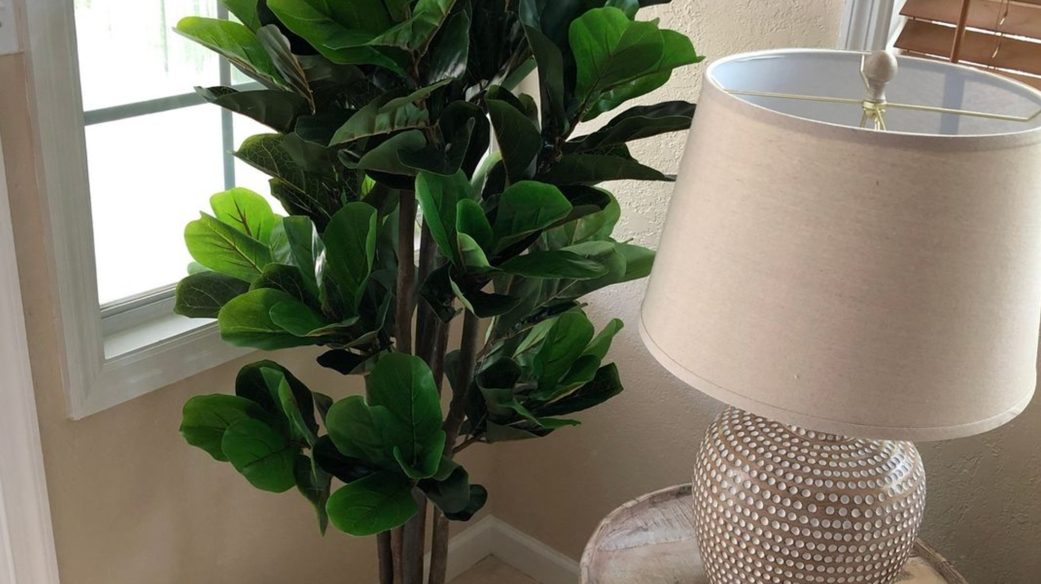 What Plants Are Safe For Cats?
