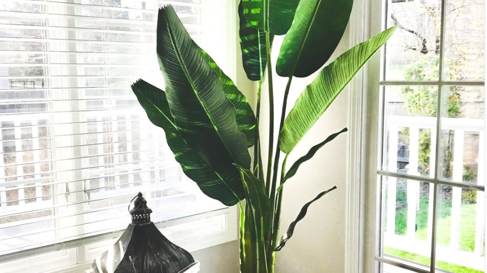 Benefits of having artificial plants in the house
