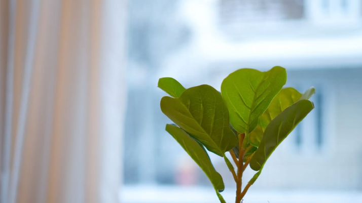 Retail Styling Done Right with Realistic Artificial Plants