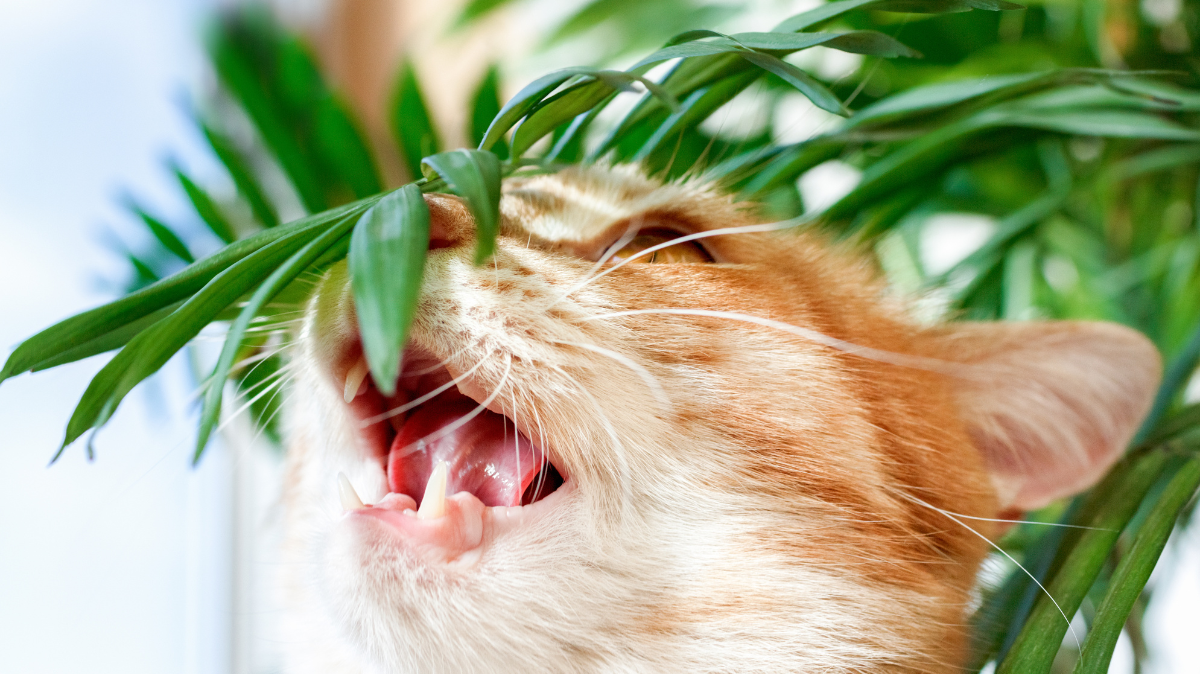 Are Palm Leaves Poisonous to Cats?