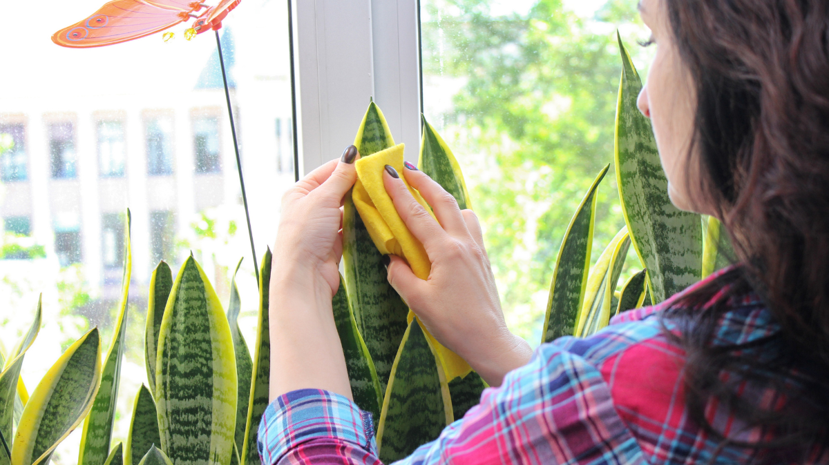 Can You Use Windex On Plants?
