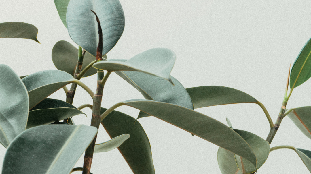 Are You Struggling With Real Plants – Try Any of These 9 Fake Plants