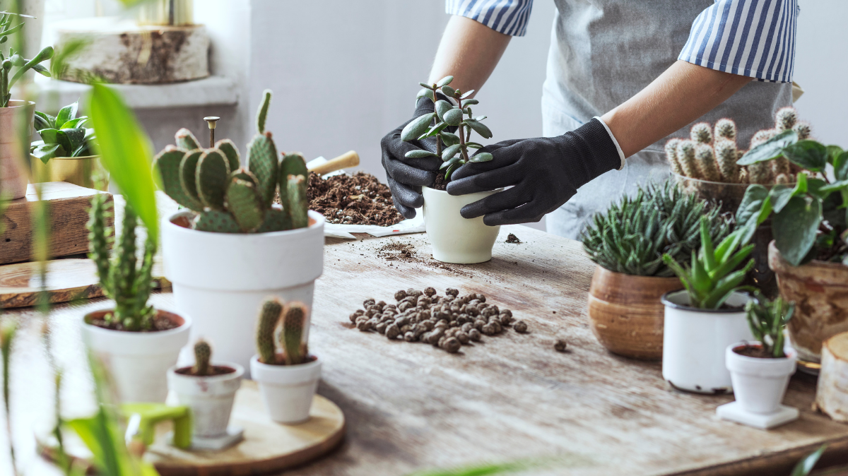 Create Your Own Desert Garden With Faux Cacti And Succulents