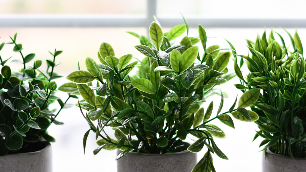 Why Buying Faux Plants in California Is A Great Gift Idea