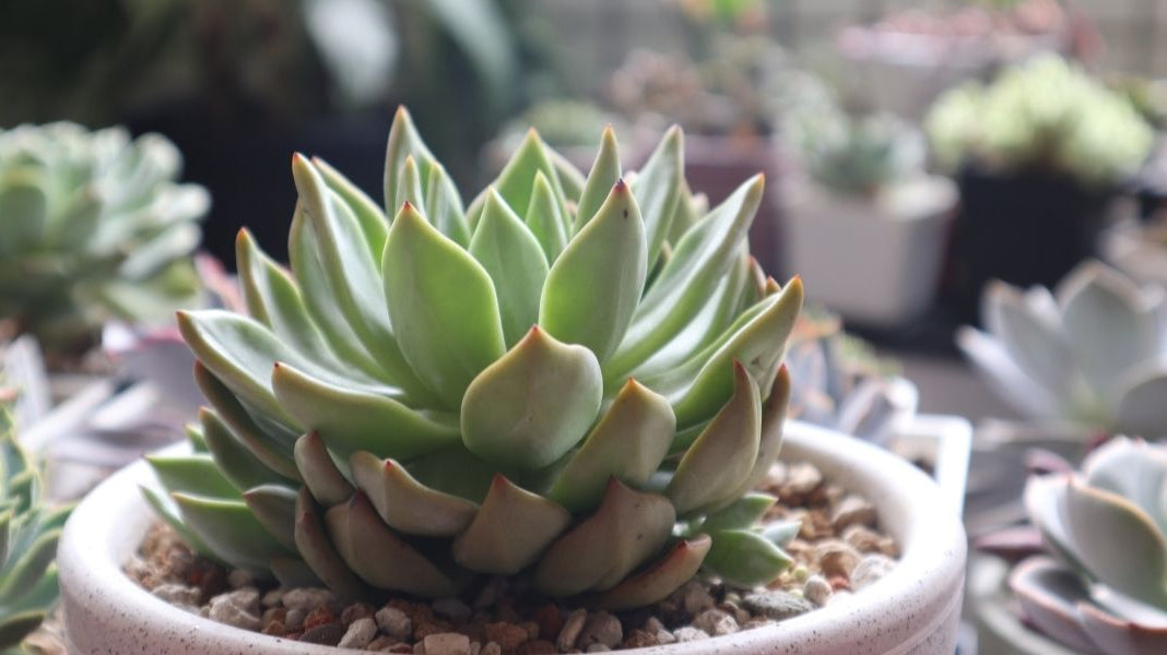 Where Do You Put An Artificial Succulent In Your Décor?