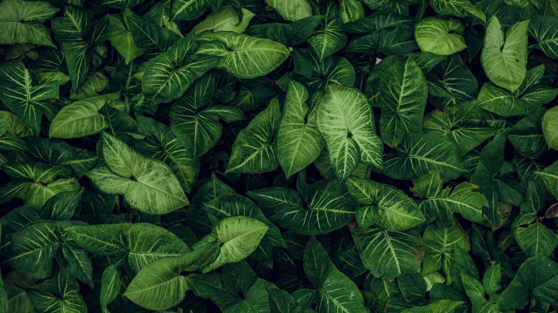 Your Black Friday Plant Buying Guide