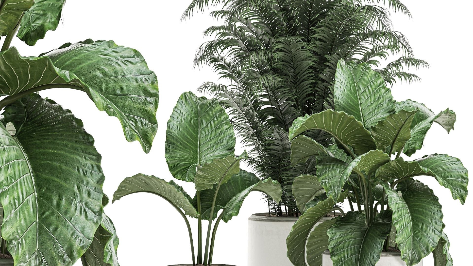 Top 5 Plants You Need to See on Cyber Monday Deal