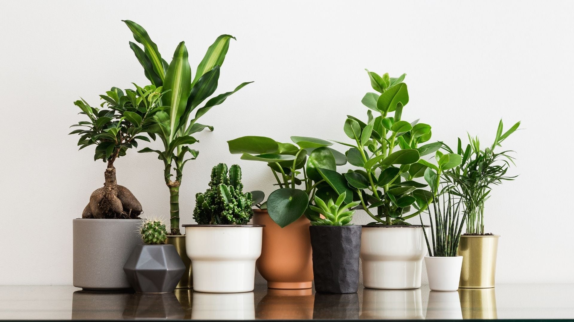5 Best Places to Shop Artificial Silk Bird of Paradise Plants Online