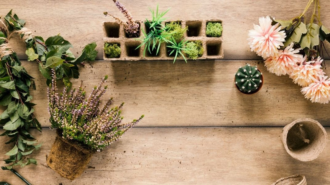 How to Care for Fake Plants and Silk Plants At Home