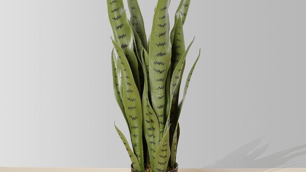 6 Plants that will Bring Luck, Riches & Good Health to Your Home