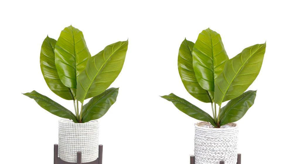 How Do Plants Improve Both Mental and Physical Health