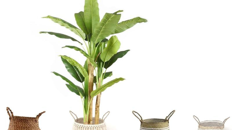 What Are Better Plastic Plants or Fabric Plants?
