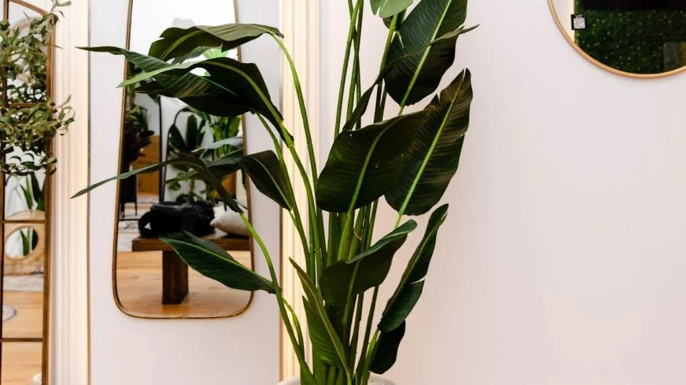 From Frost to Freshness: Winter Décor Made Easy with Artificial Plants