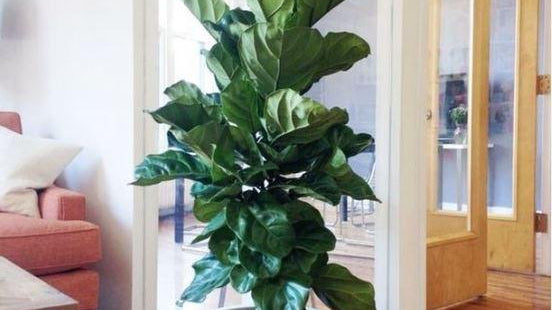 Reasons to have faux plants | Artiplanto