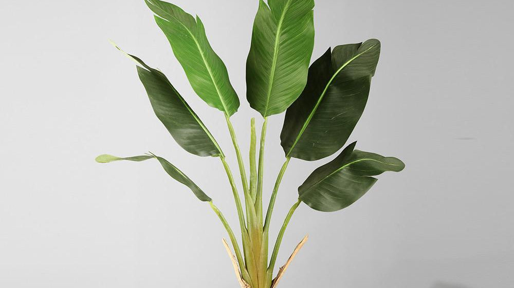 Why Did My Bird of Paradise Turn Brown – Plant Care 101