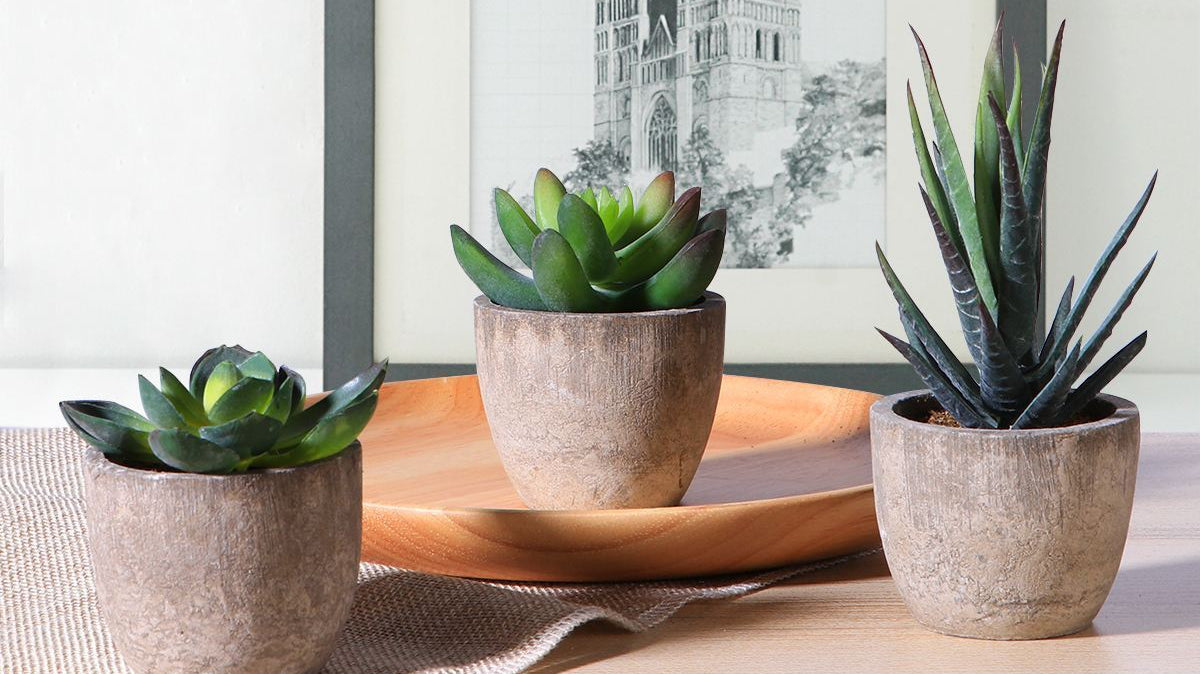 How to Take Care of Your Indoor Succulent Plants | Artiplanto