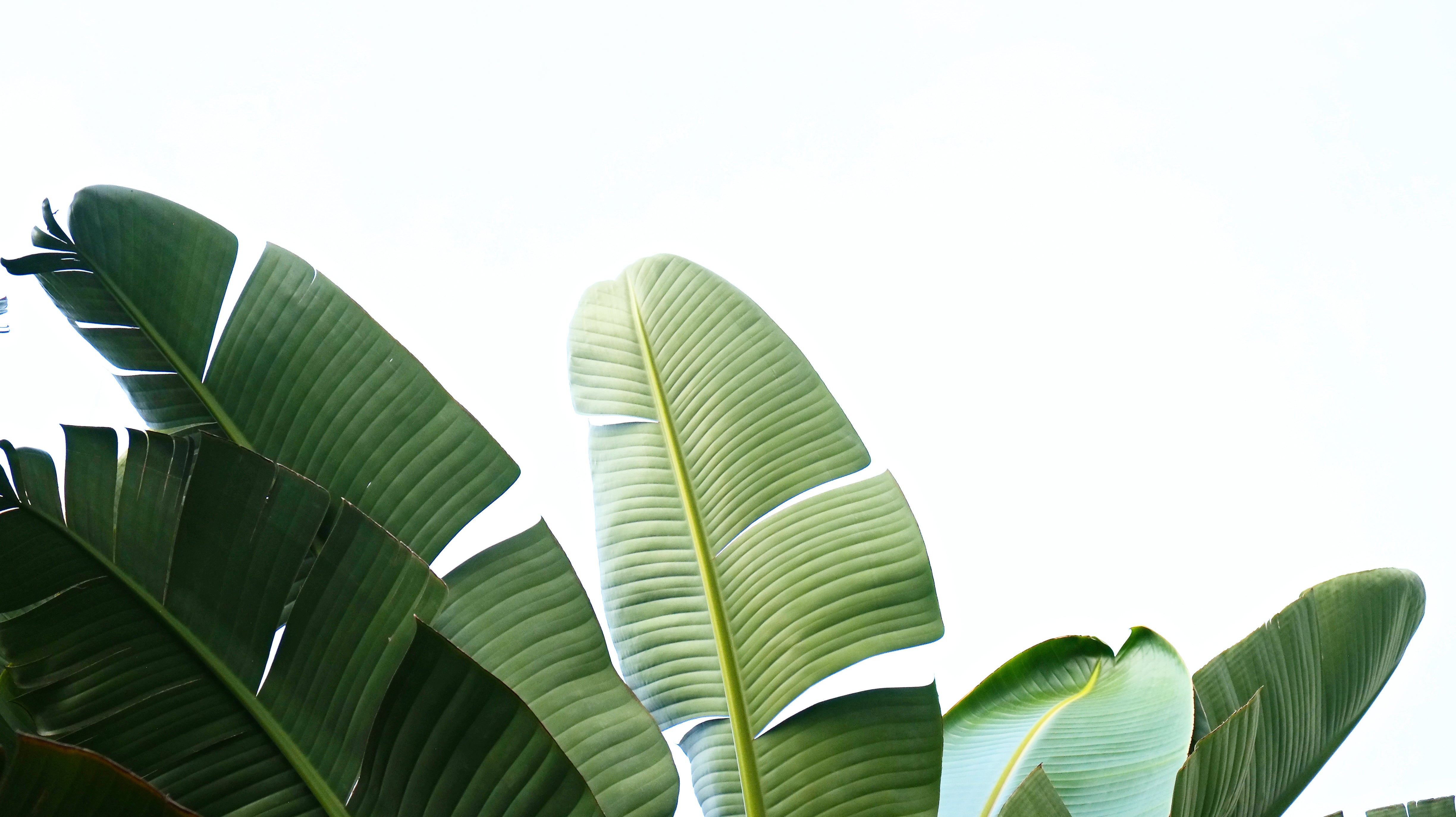 What Fake Plants Look Real, See Our List of Trendy Faux Greenery
