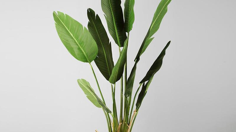 What is a bird of paradise plants | Artiplanto