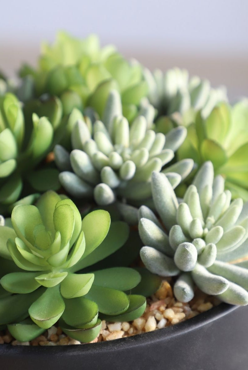 Potted Artificial Plant - Kae Artificial Succulent Arrangement In Low Black Pot
