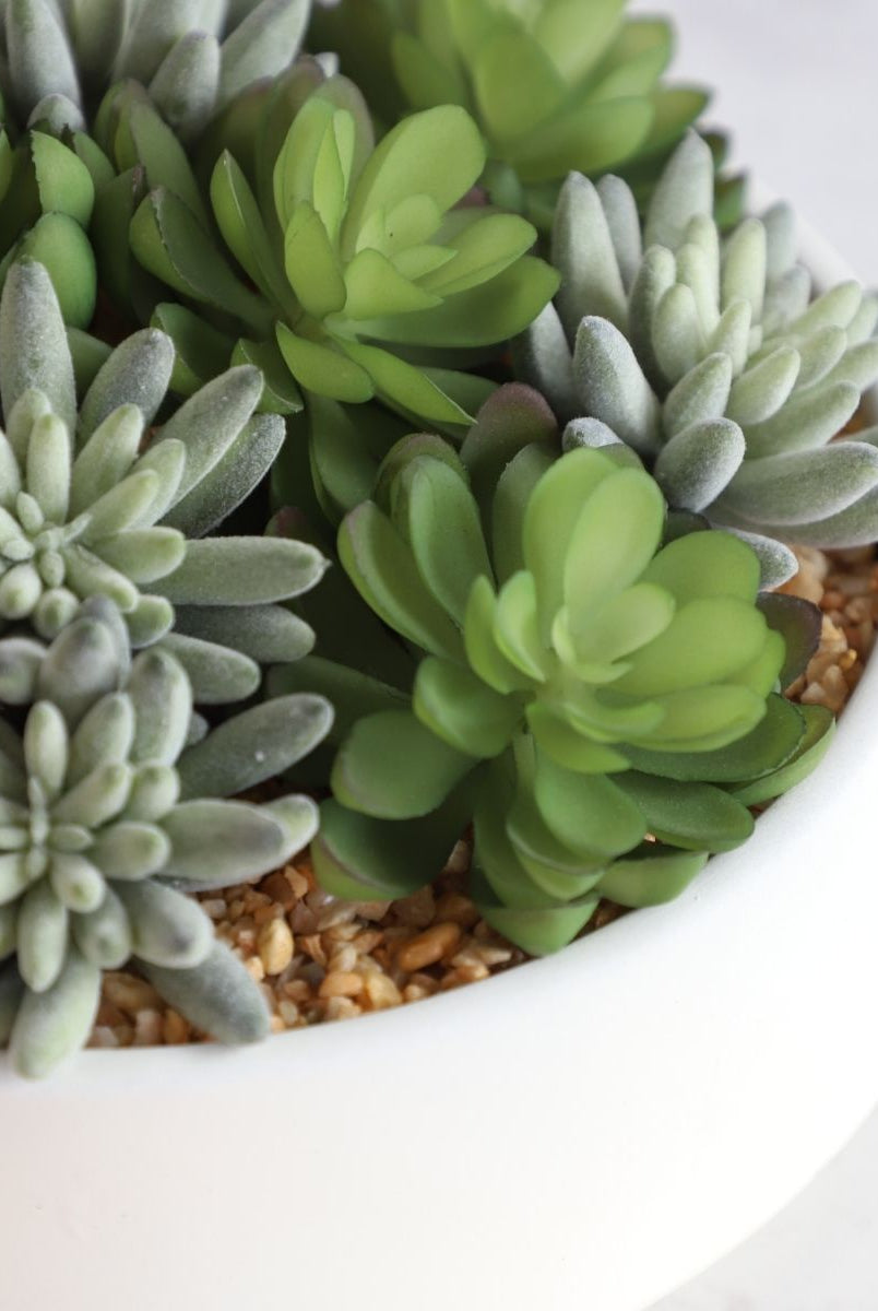 Potted Artificial Plant - Eva Artificial Succulent Arrangement In Low White Pot