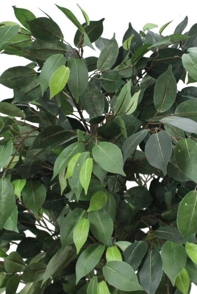 Potted Artificial Plant - Tarso Artificial Ficus Potted Plant 6'