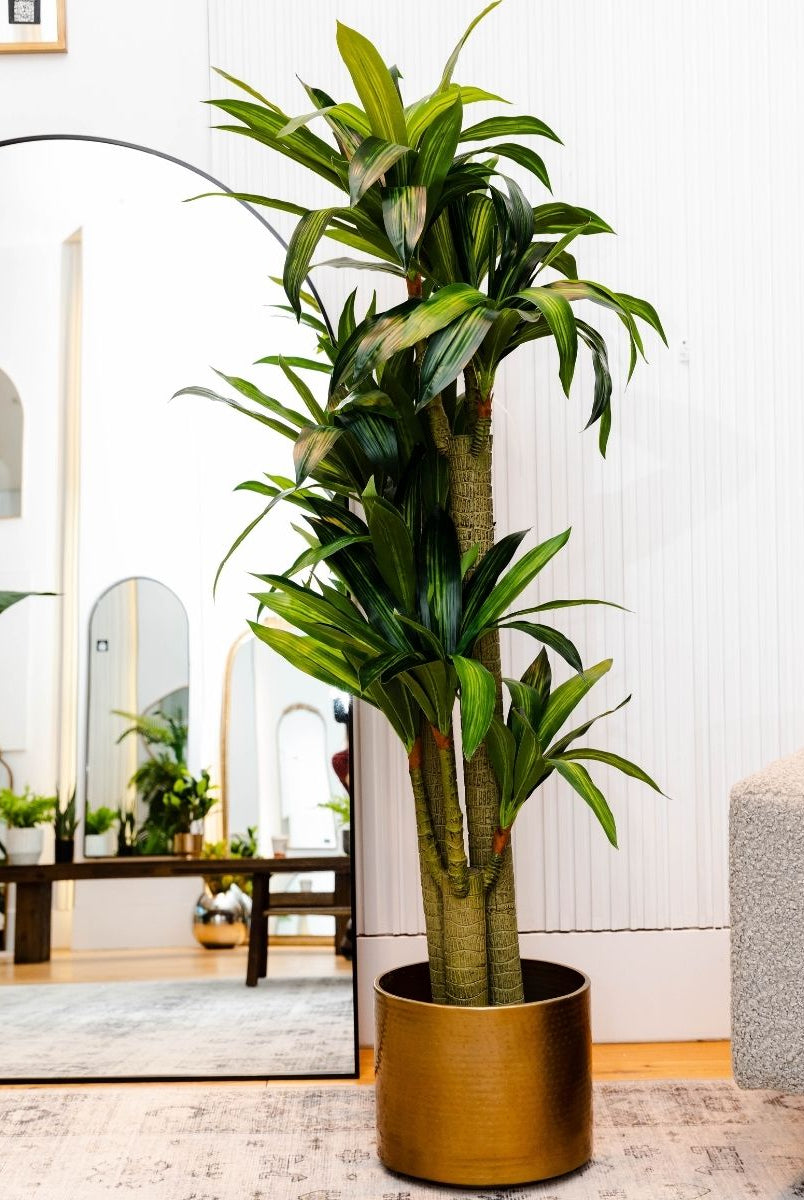 Potted Artificial Plant - Dana Artificial Draecena Tree Potted Plant (Multiple Sizes)
