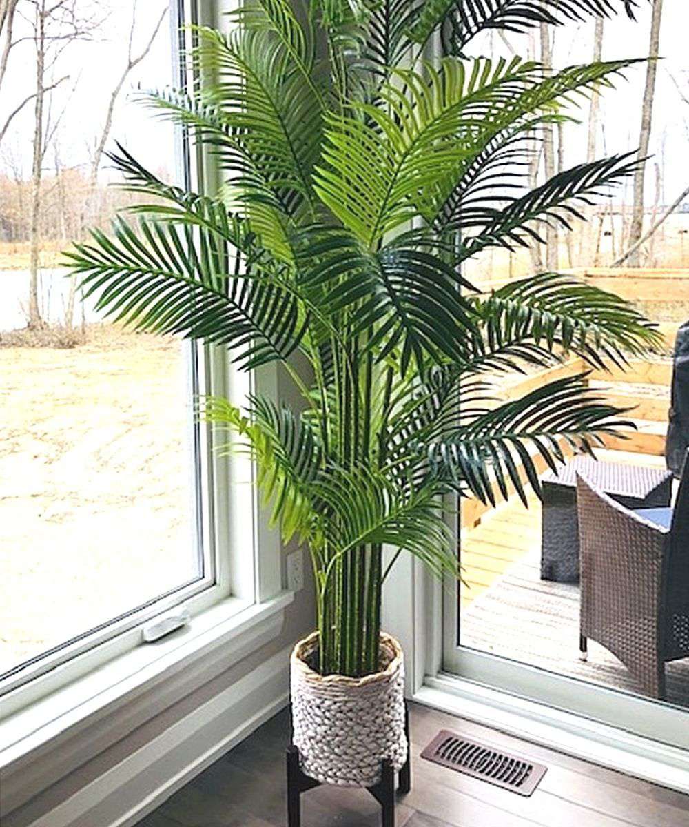 ARLO ARTIFICIAL HAWAII KWAI PALM TREE POTTED PLANT (Multiple Sizes) ArtiPlanto
