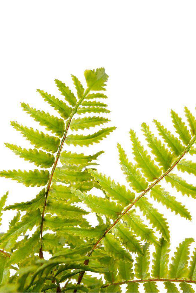 BALI POTTED FAUX FERN ArtiPlanto