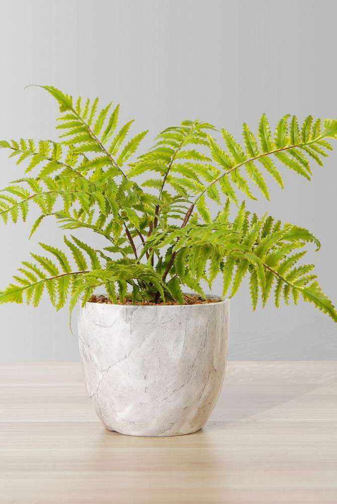 BERA POTTED FAUX FERN ArtiPlanto