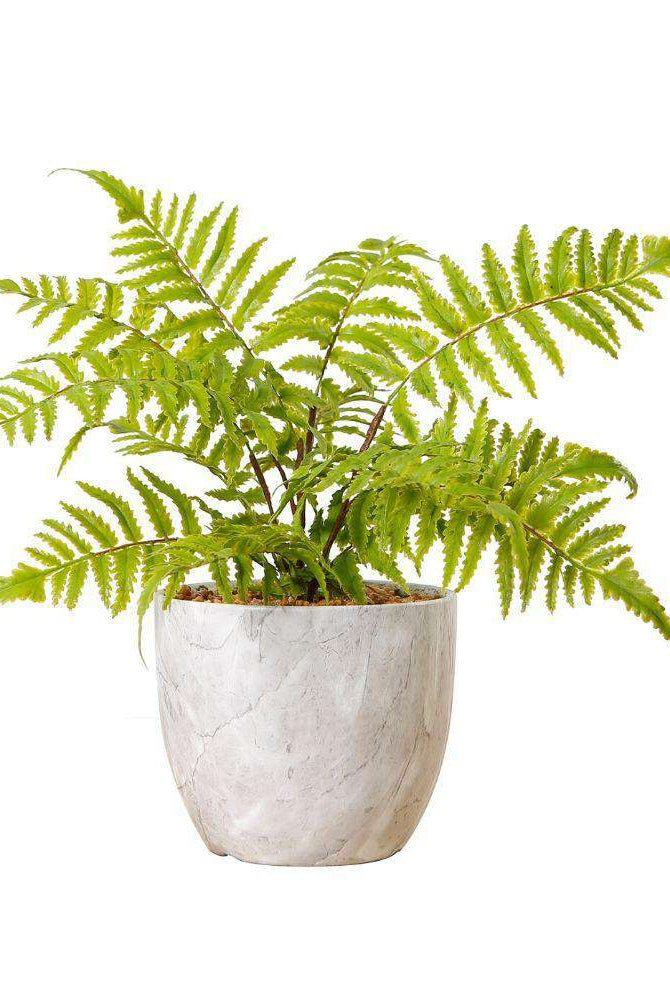 BERA POTTED FAUX FERN ArtiPlanto