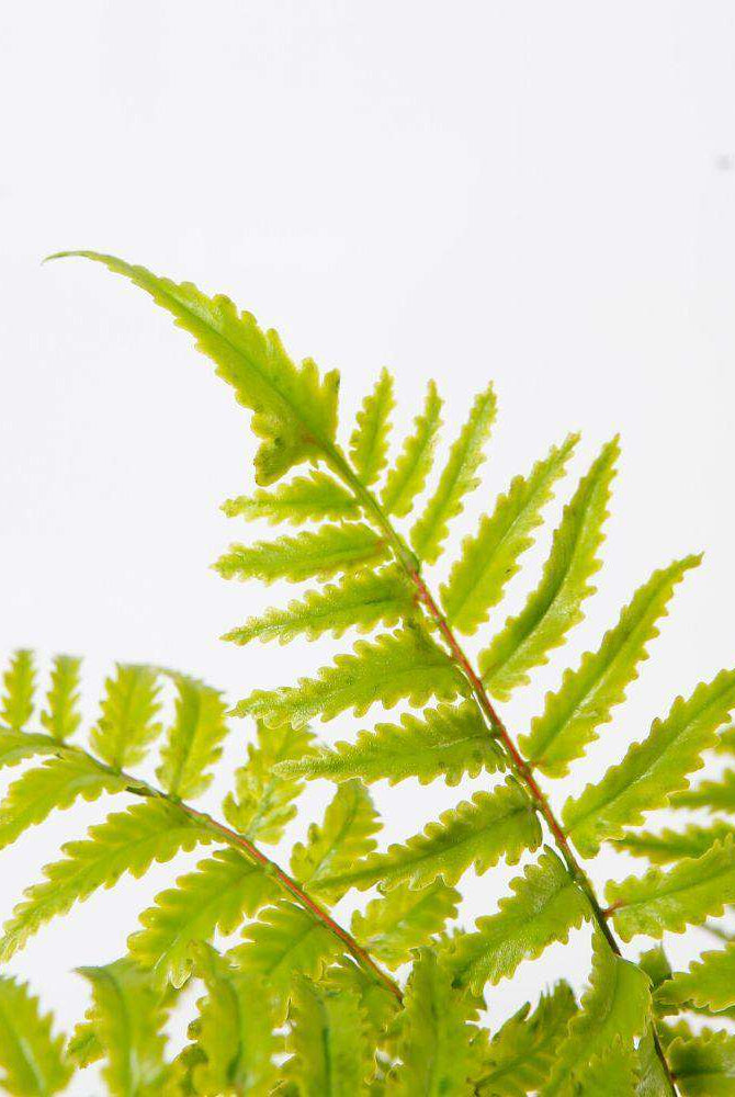 BERA POTTED FAUX FERN ArtiPlanto