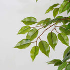 Bea Artificial Ficus Potted Plant 6.5 ArtiPlanto