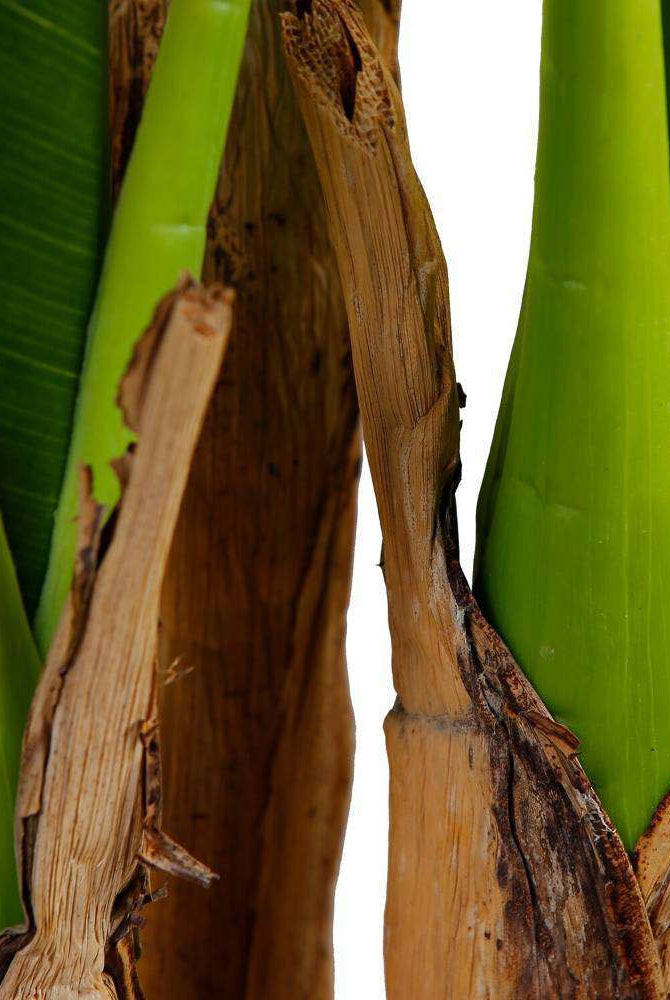 CALI ARTIFICIAL BANANA TREE POTTED PLANT 43'' ArtiPlanto