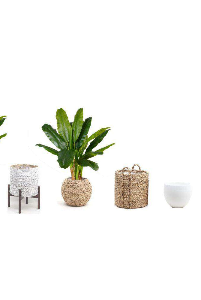 CALI ARTIFICIAL BANANA TREE POTTED PLANT 43'' ArtiPlanto